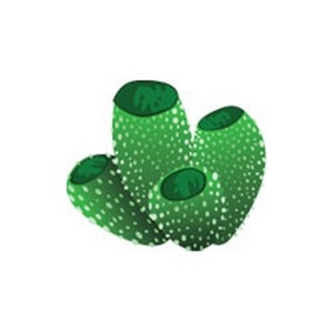 Emerald Vase Sponge